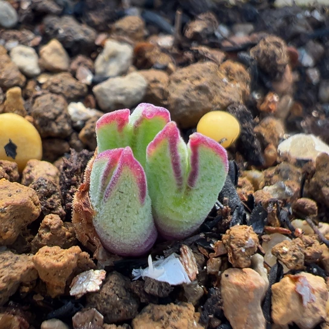 94多肉植物百科猪蹄