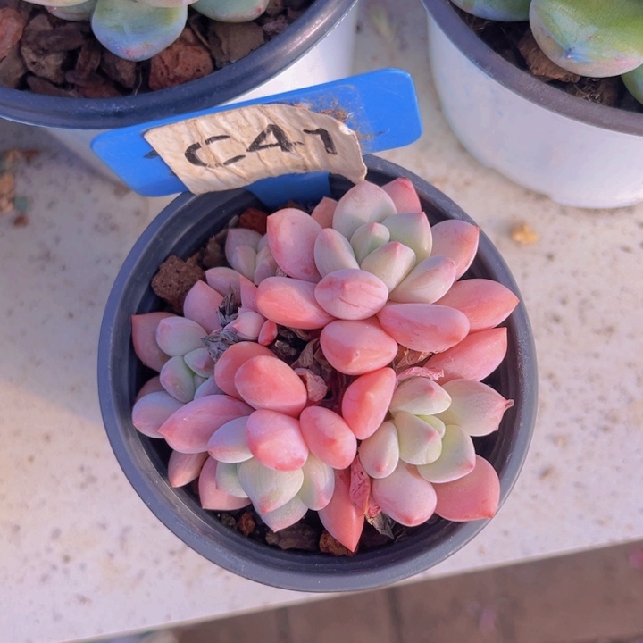 健健康康平平安安