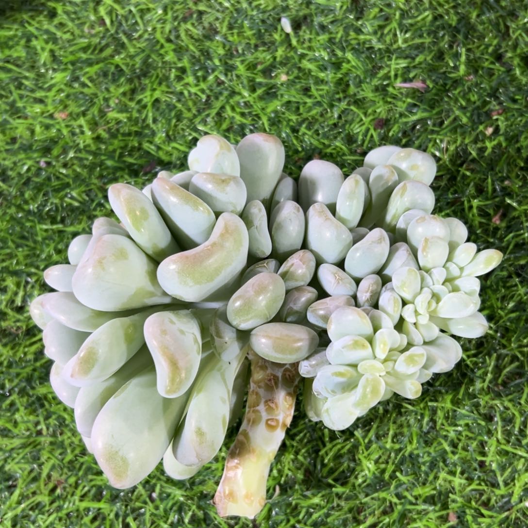 柒***节玉麒麟缀小慈啦啦啦