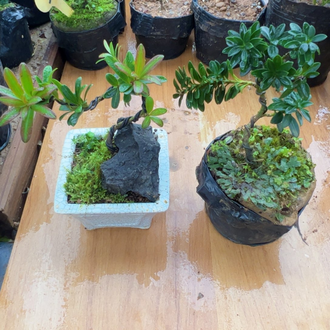 y***t完全开放罗汉松盆景素材