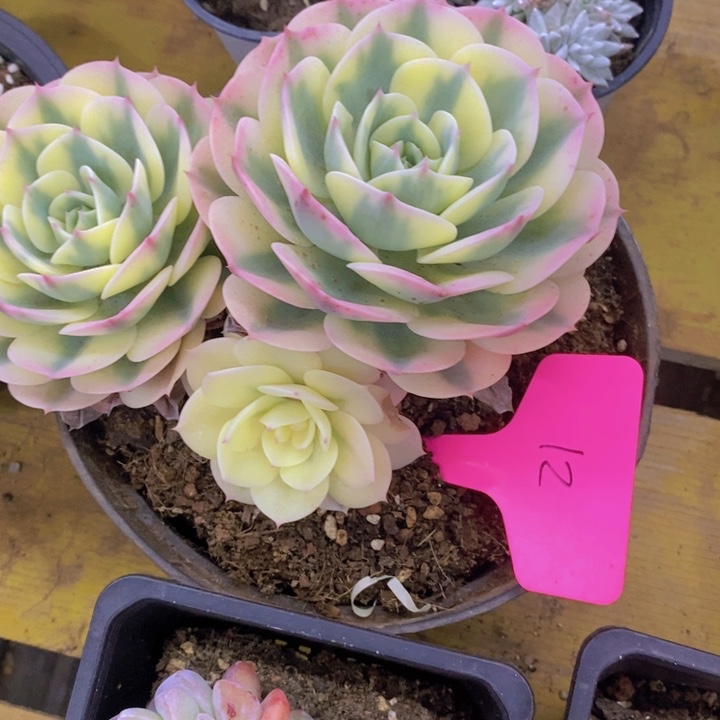 多肉植物，开心多肉