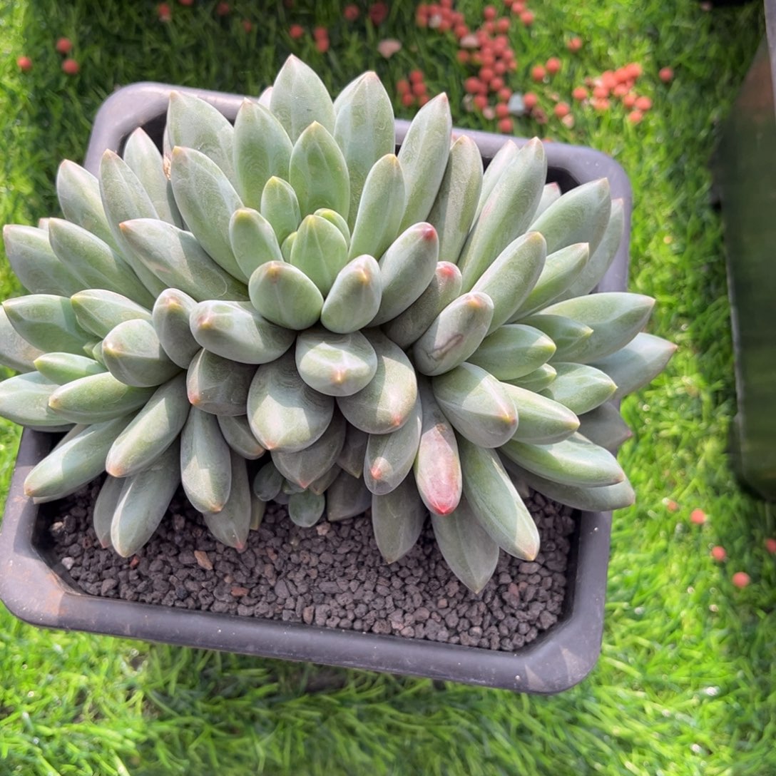 A***钱谱雷瑟本脱土发货，