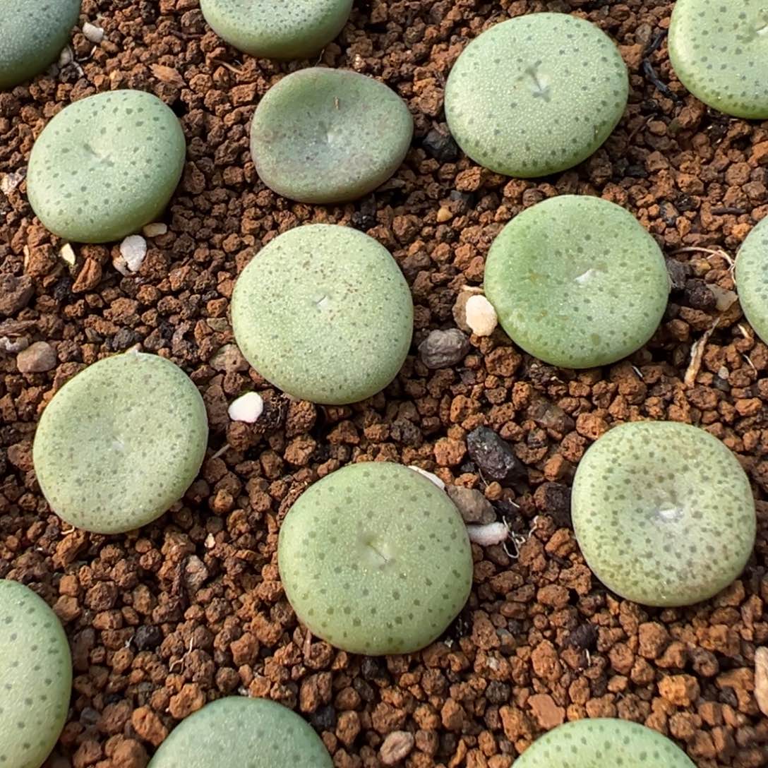 量拍园艺酒杯5颗。多肉