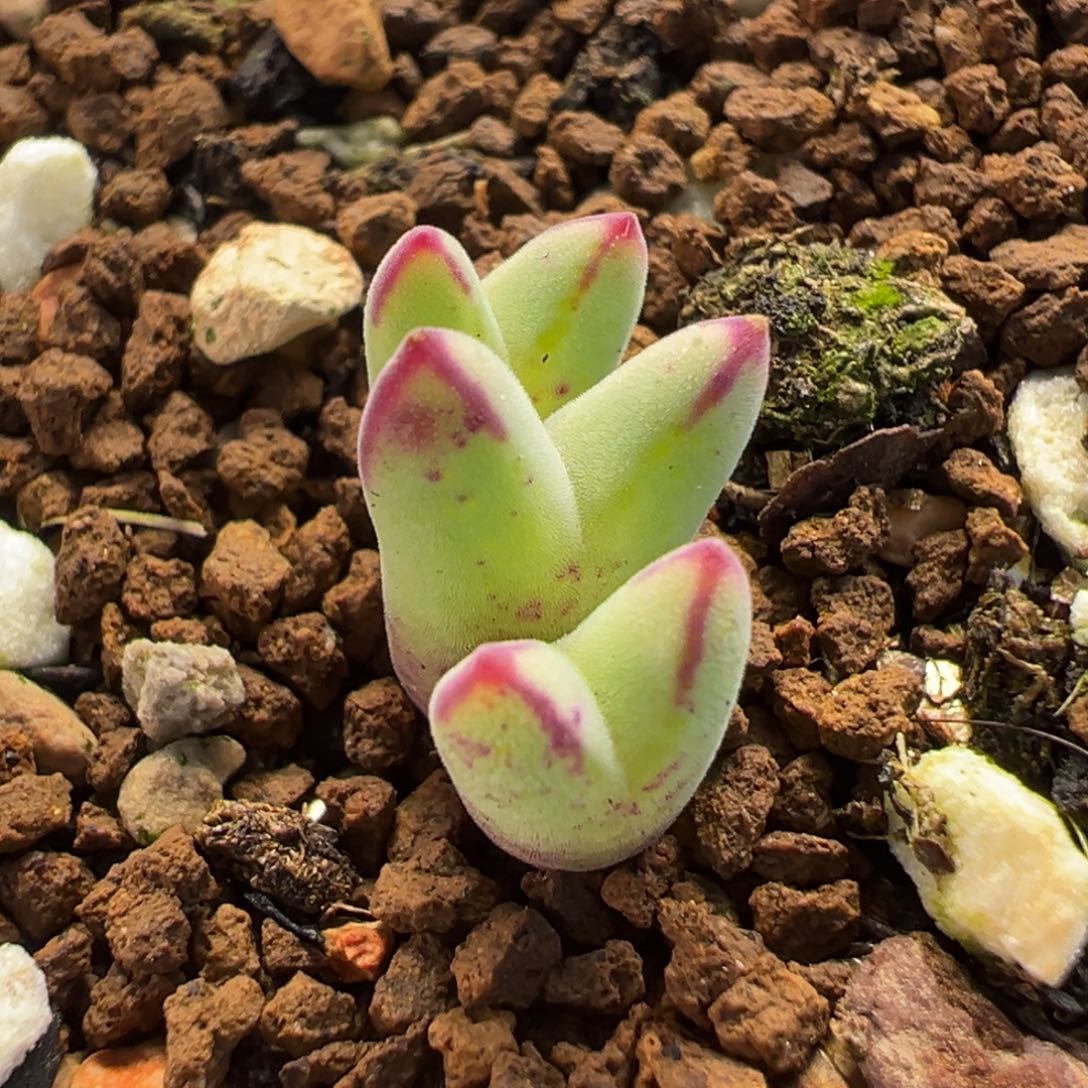 猪蹄多肉植物盆栽栽培