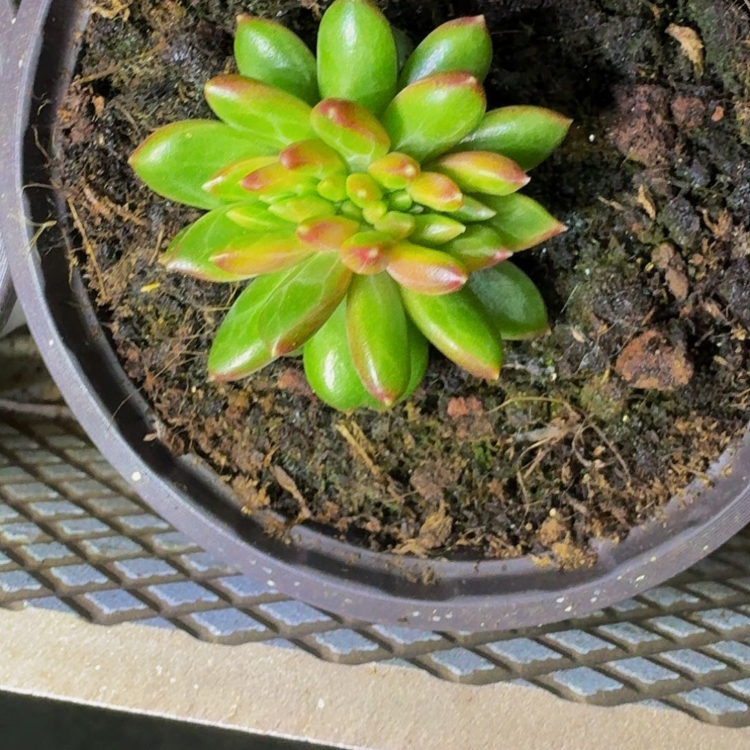 柏拉图 缀化  一物一拍