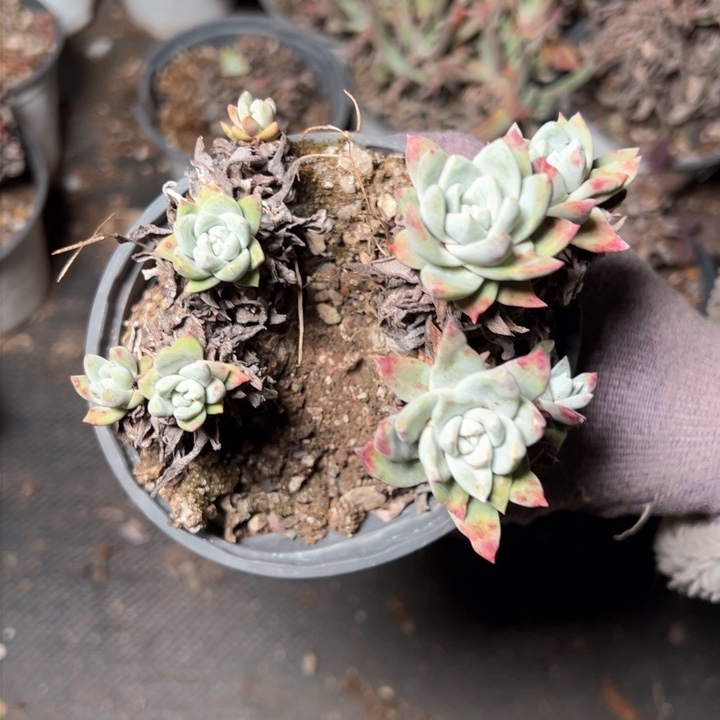 1294八头苹果叶哈哈哈哈