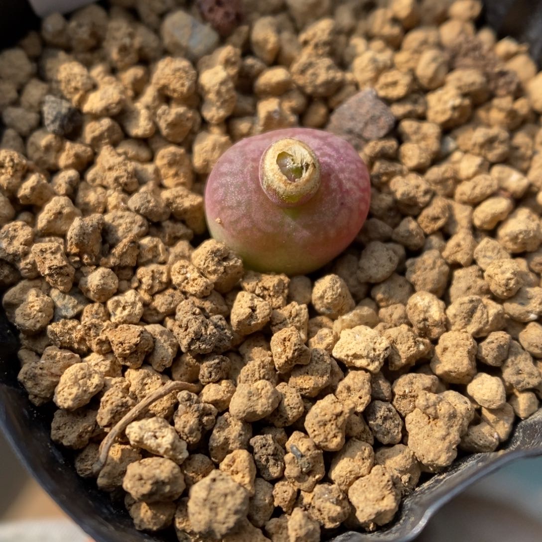 多肉植物肉锥杂交K-737