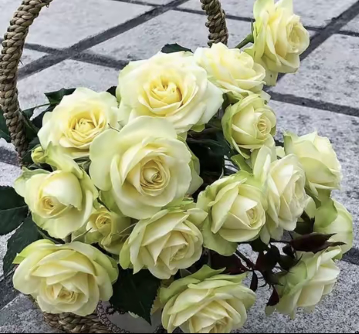[苹果绿】黄绿色月季四季开花发货种植花苞好养阳台庭好养