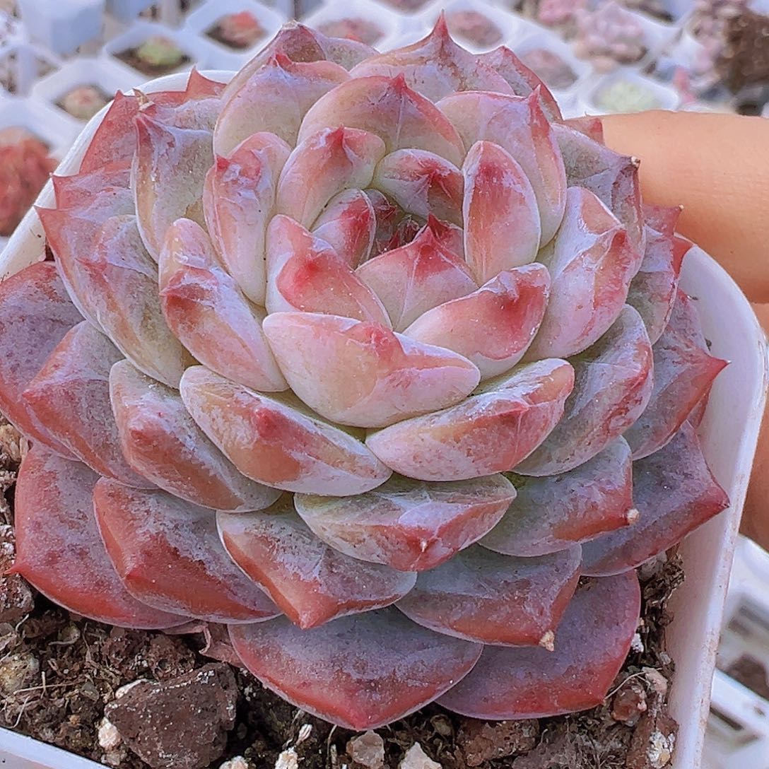 冰塔19包邮多肉植物