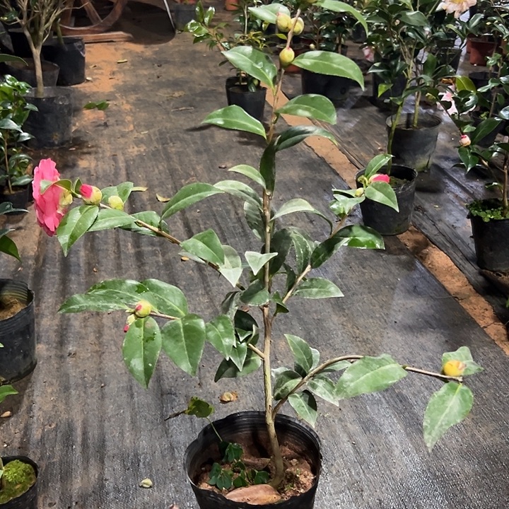 大部分花苞少量开放，复色橙色珍宝