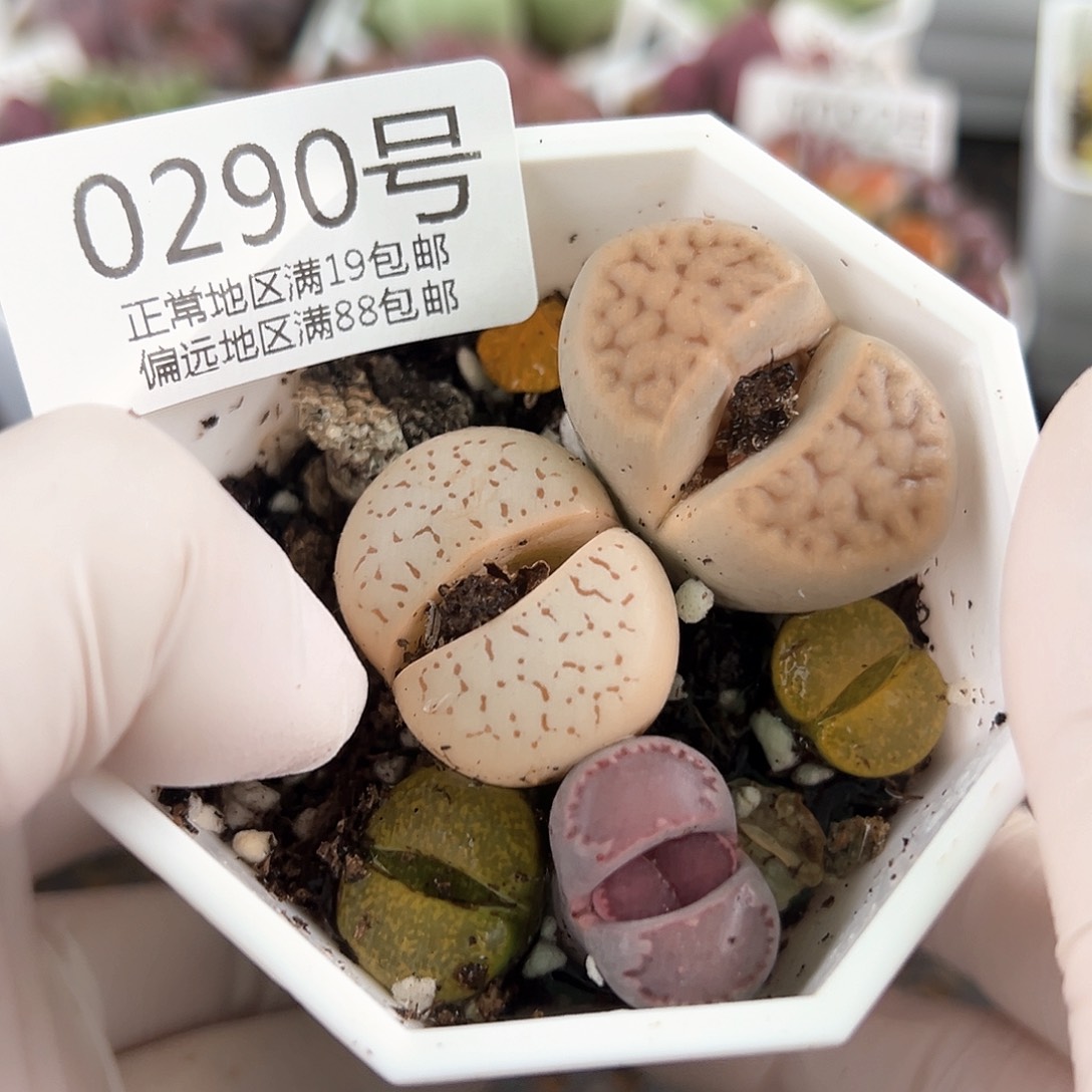 好养易活生石花大母本0290