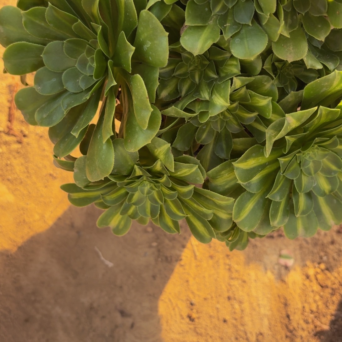 115多肉植物捧花的时候@