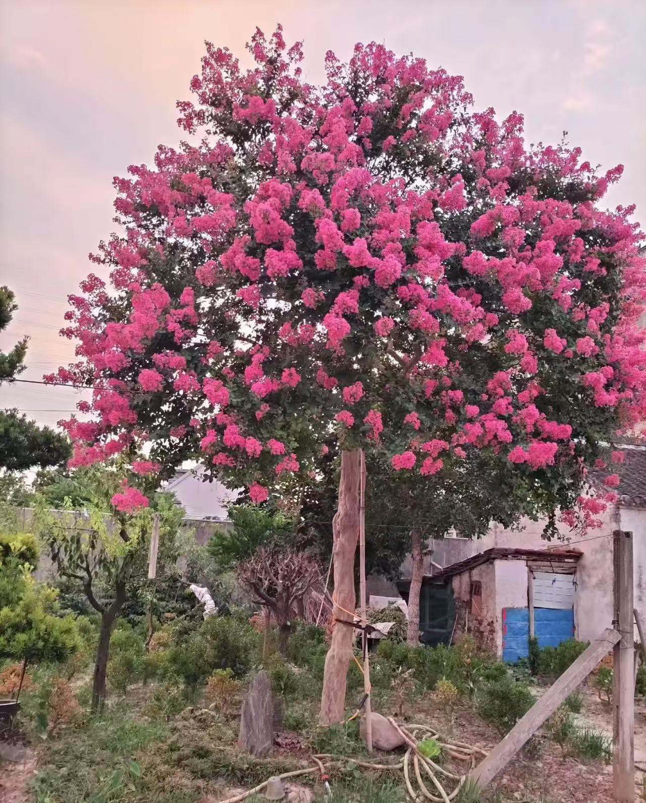 紫薇树直播间一物一拍