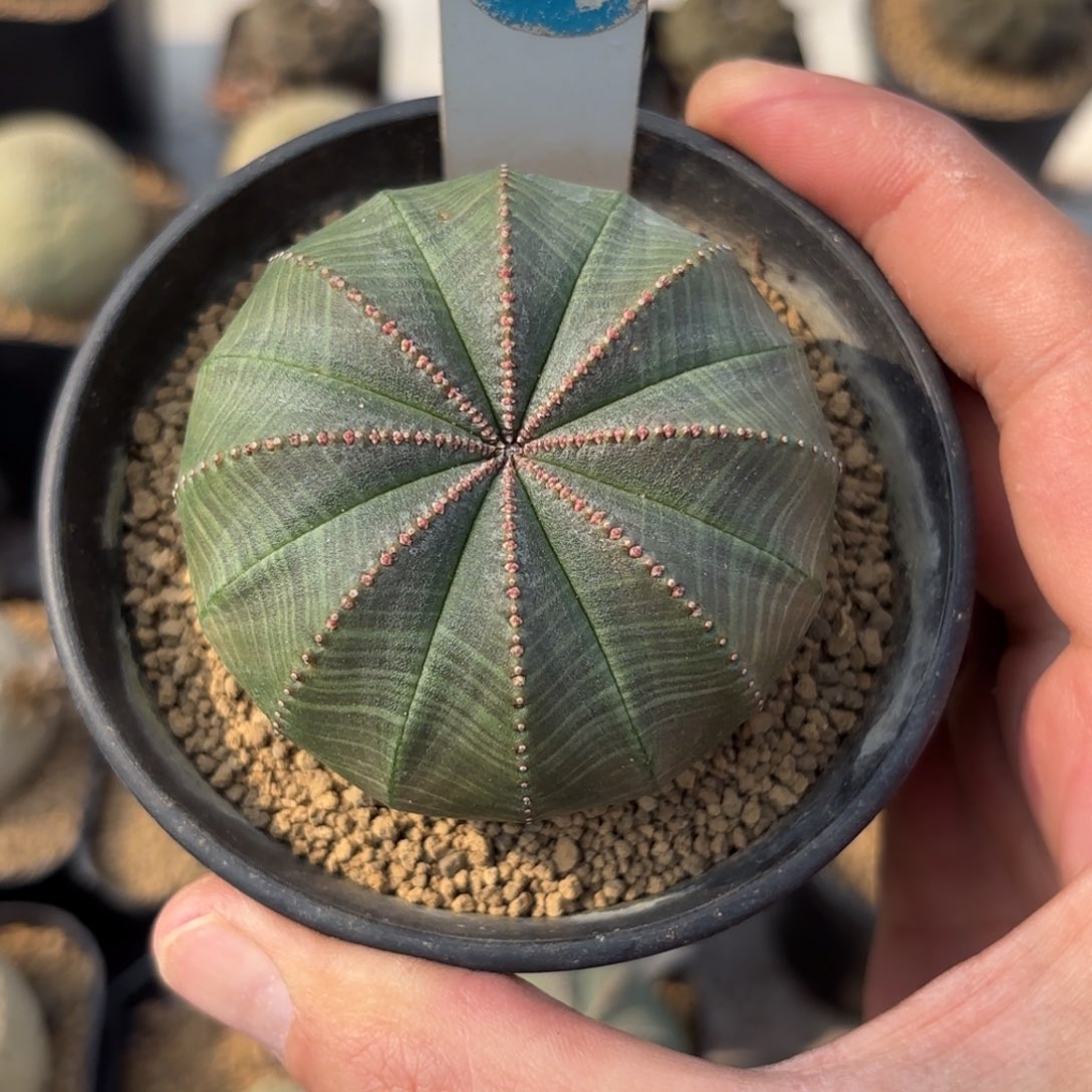 500实生欧版布纹球带盆带土