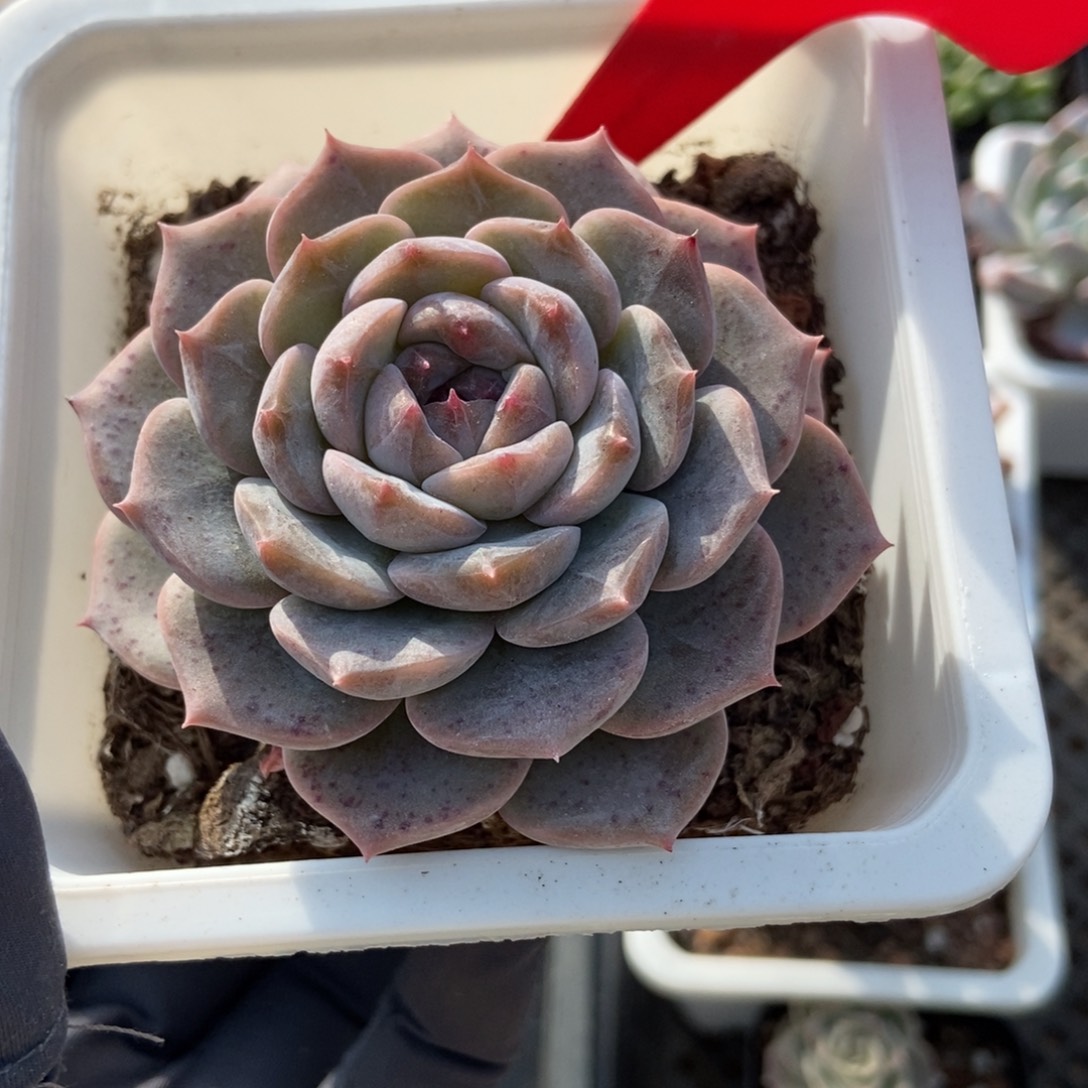 975冰魄多肉植物多肉