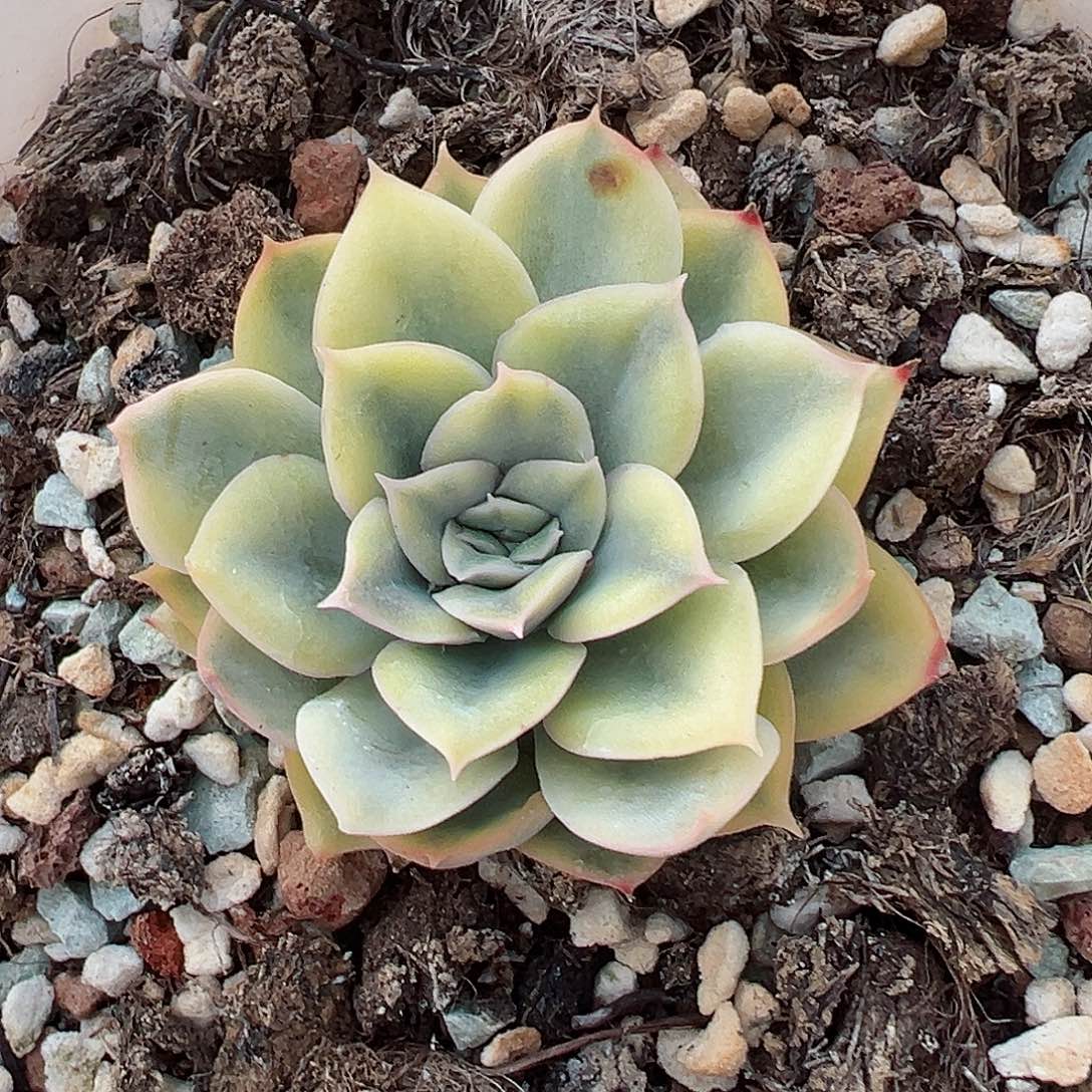 武仙座锦，黄覆轮锦