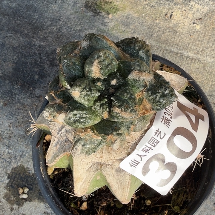 无花朵304龟甲龙角牡丹西一