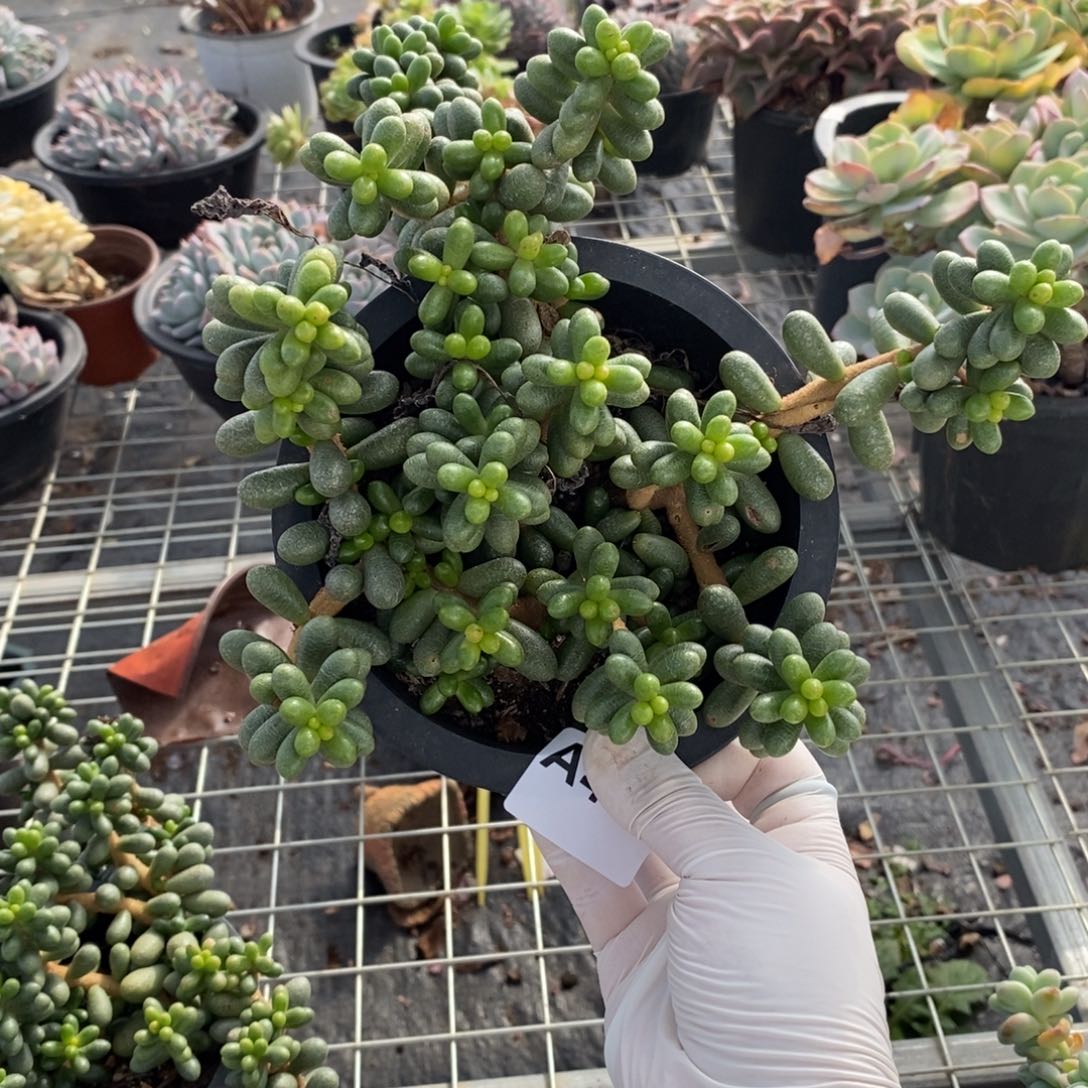 454绿龟卵一物一拍