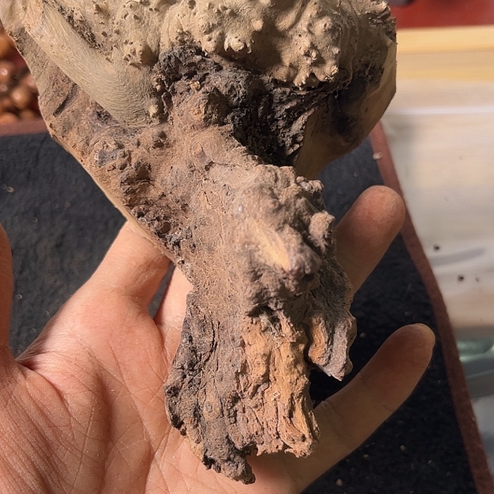 落***叶香榧木我们的确是一个人的生活