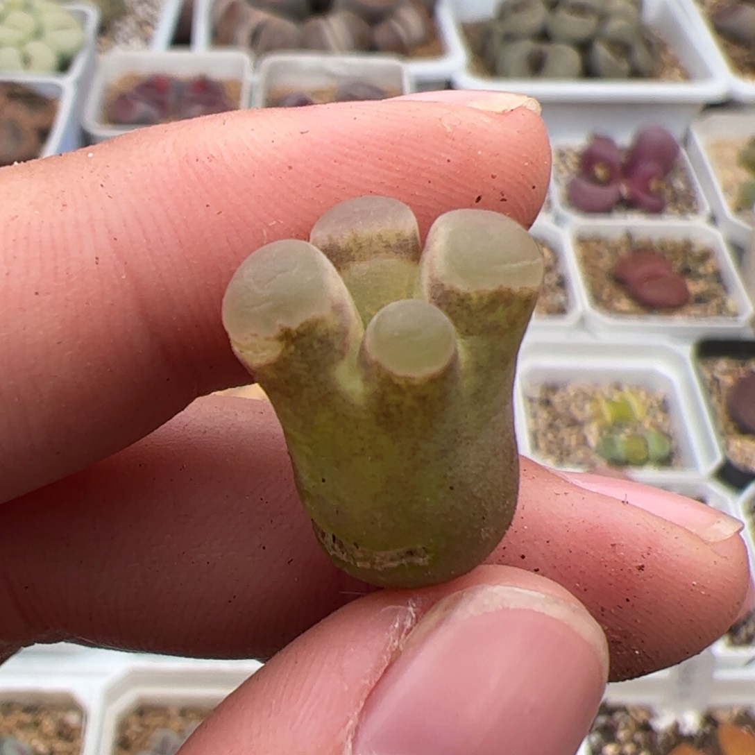 0213号风铃 多肉植物