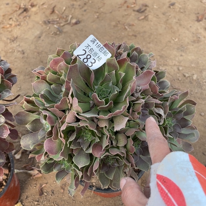 凤***。283柠檬玫瑰手捧1