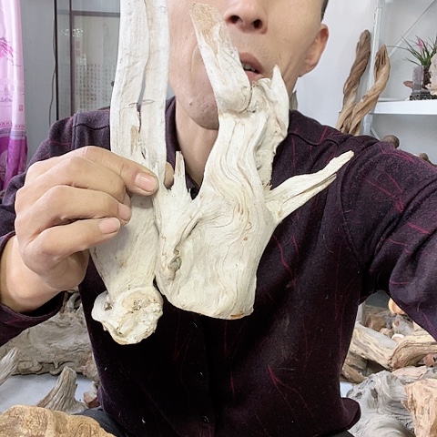 【闪购商品】柏木（崖柏）3