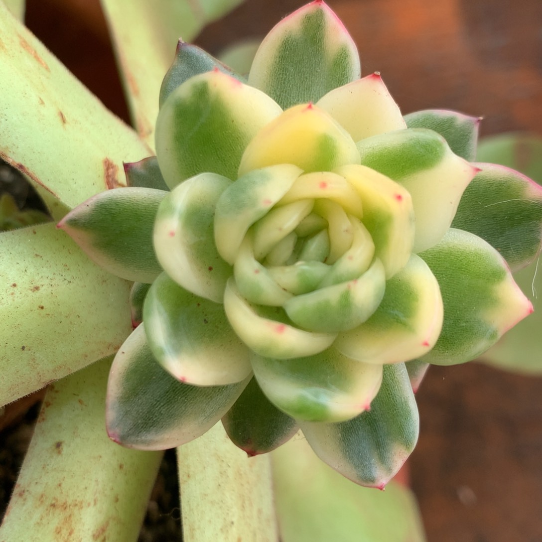 大黄袍东云锦嫁接锦锦锦锦