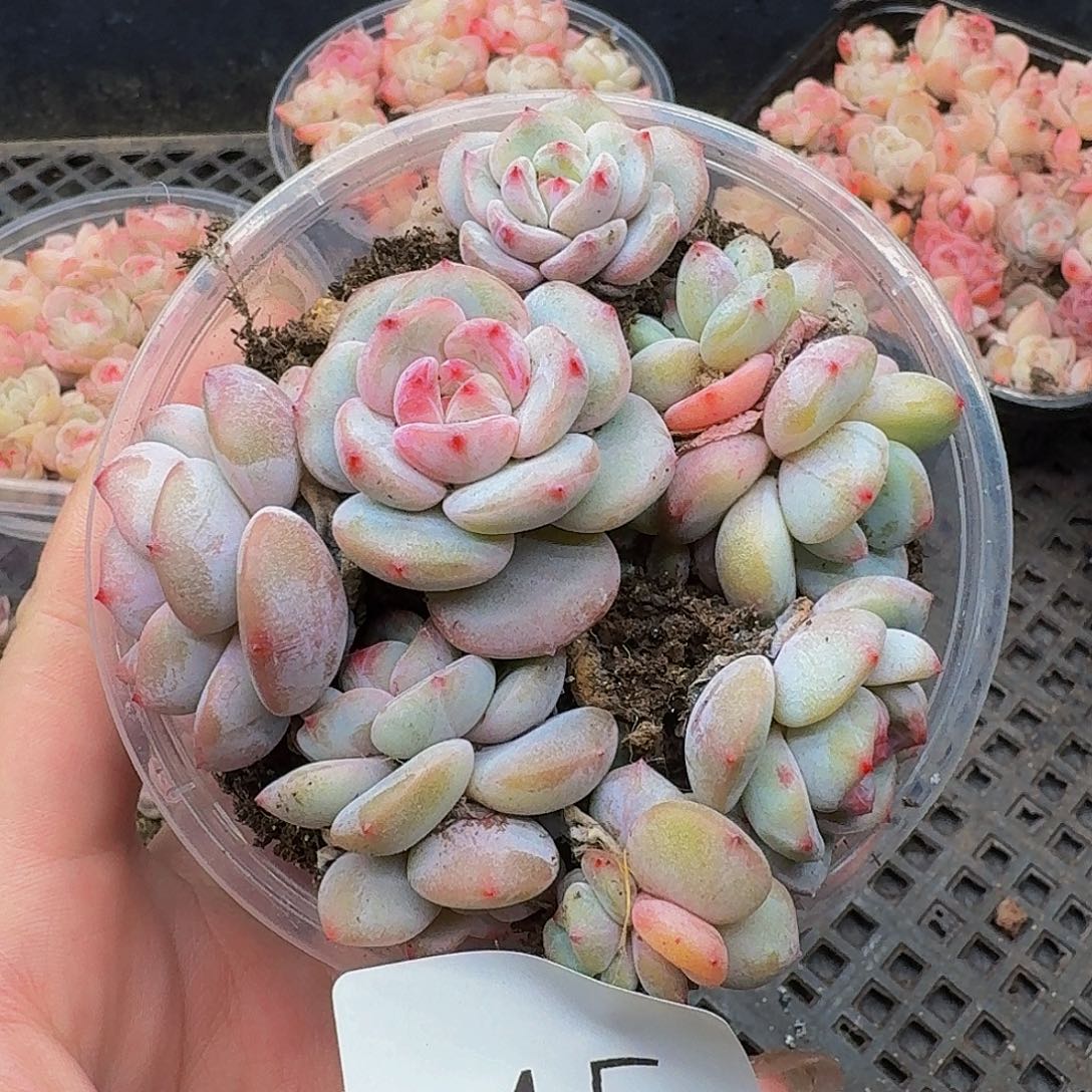 多肉植物多肉植物445