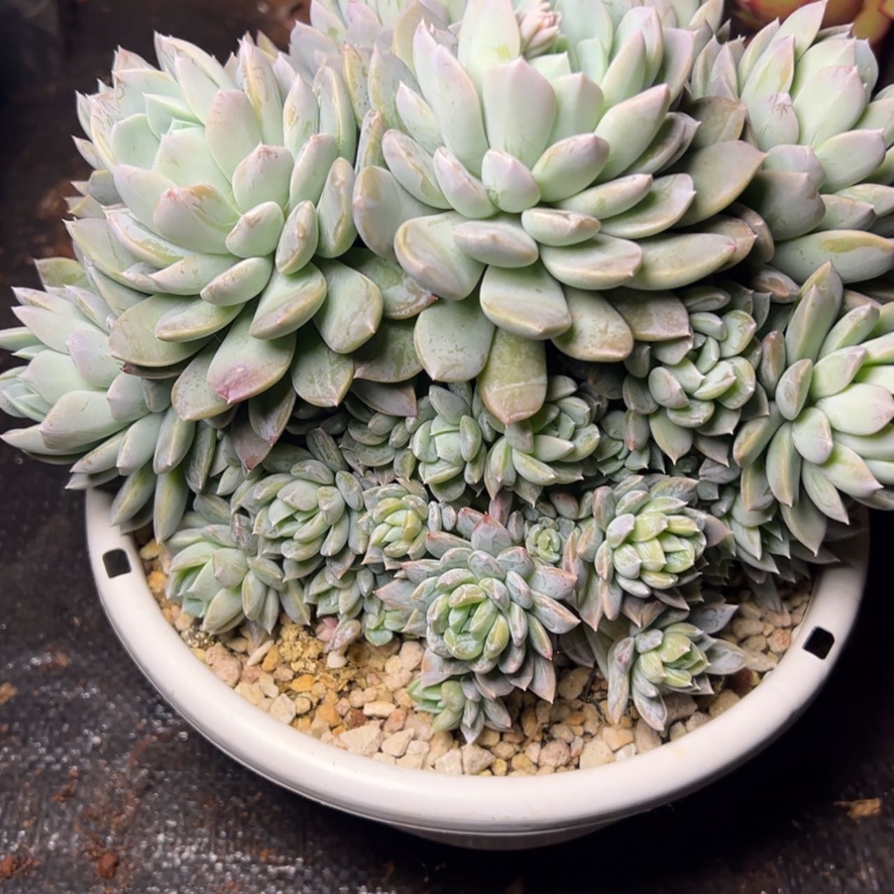 【闪购商品】百搭翡翠杂多肉200