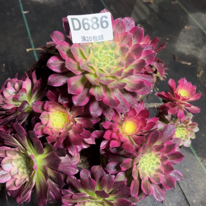 瑞妈一物一拍686