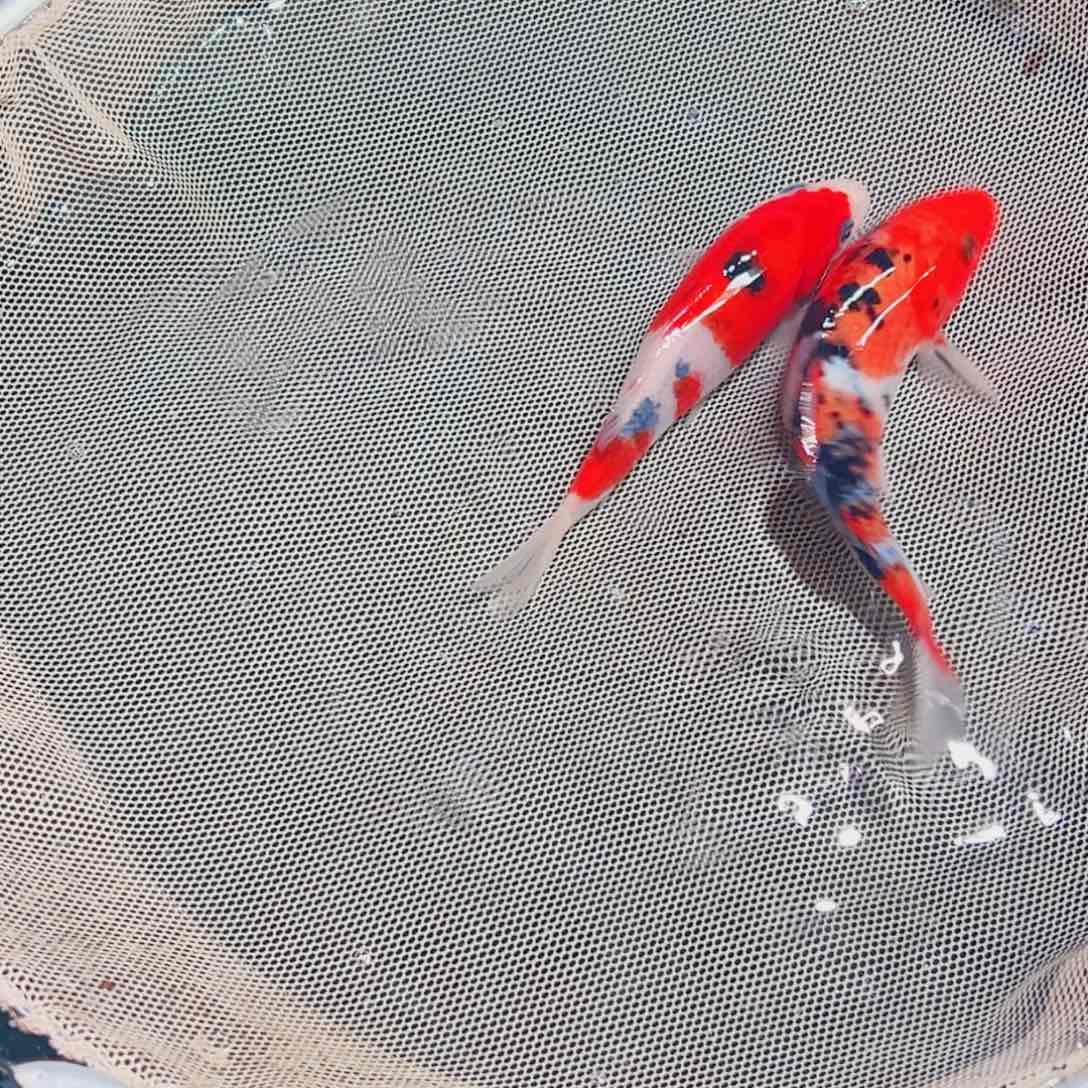 锦鲤锦鲤观赏鱼1111