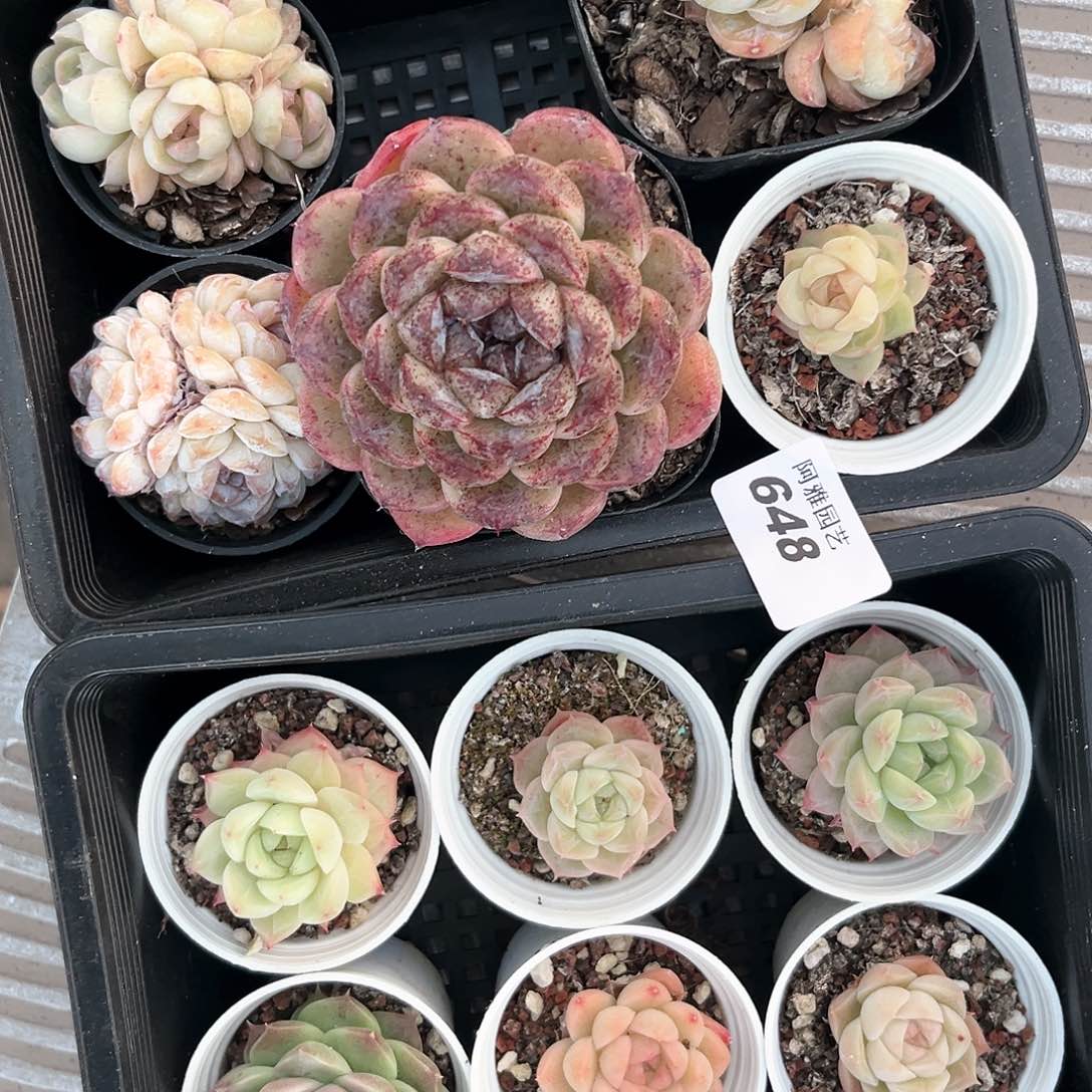 阿雅园艺。         648