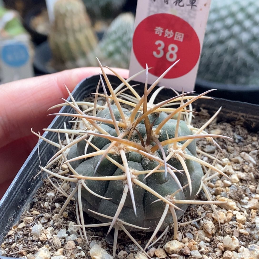 实生狂刺球3.8cm