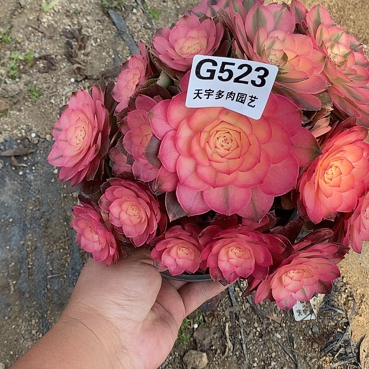 多肉植物荔枝523多肉