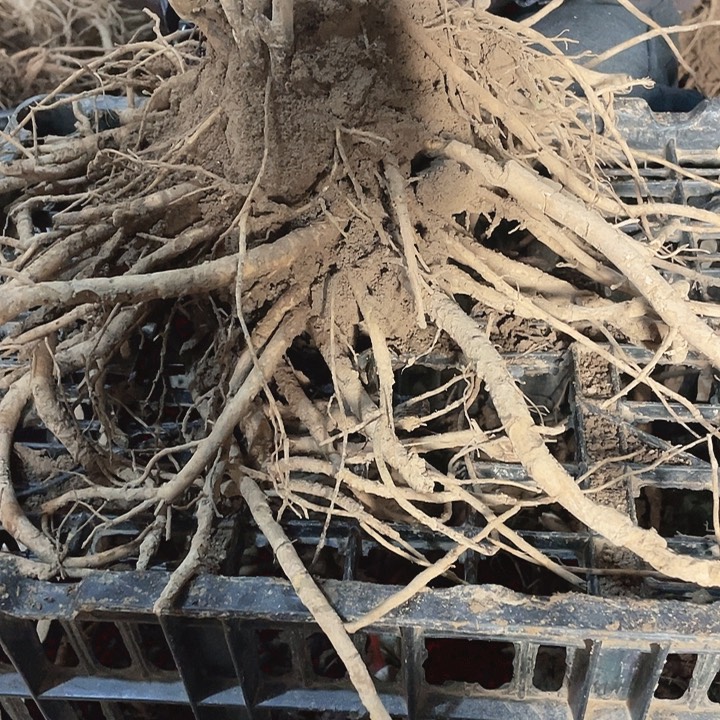 完全开放牡丹花开