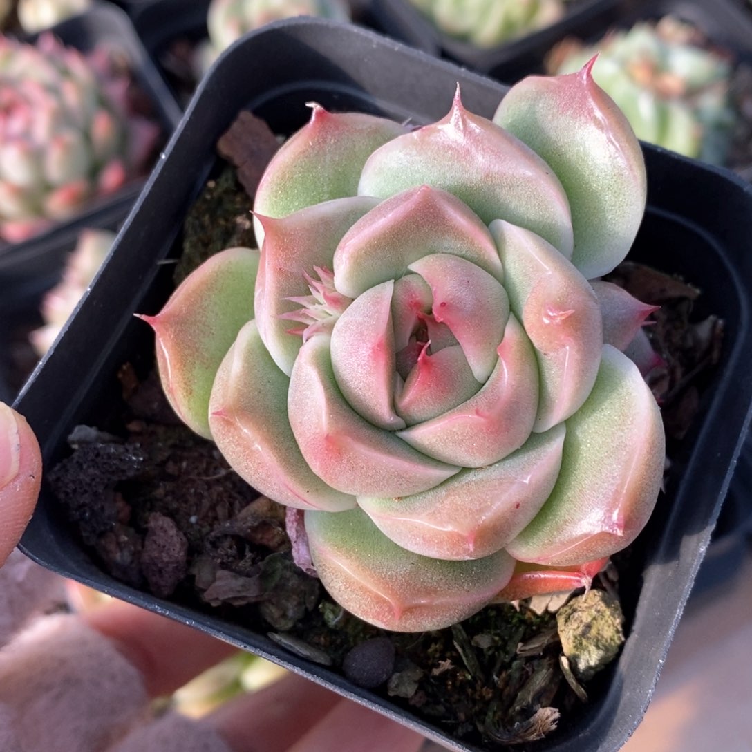 精品多肉一物一拍36