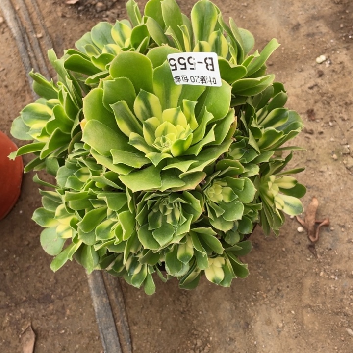 555新多肉12344678多肉