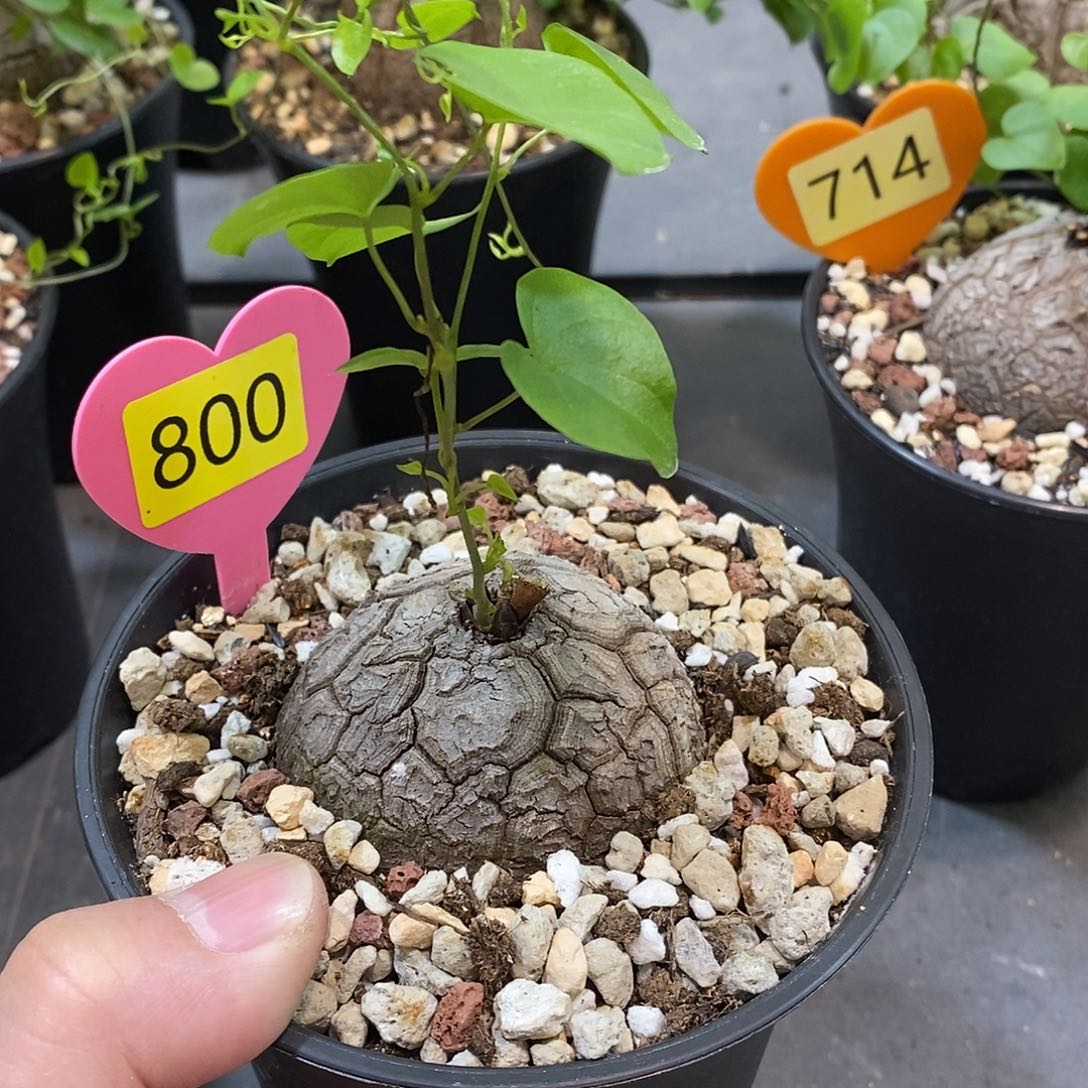 南非龟甲龙龟甲龙