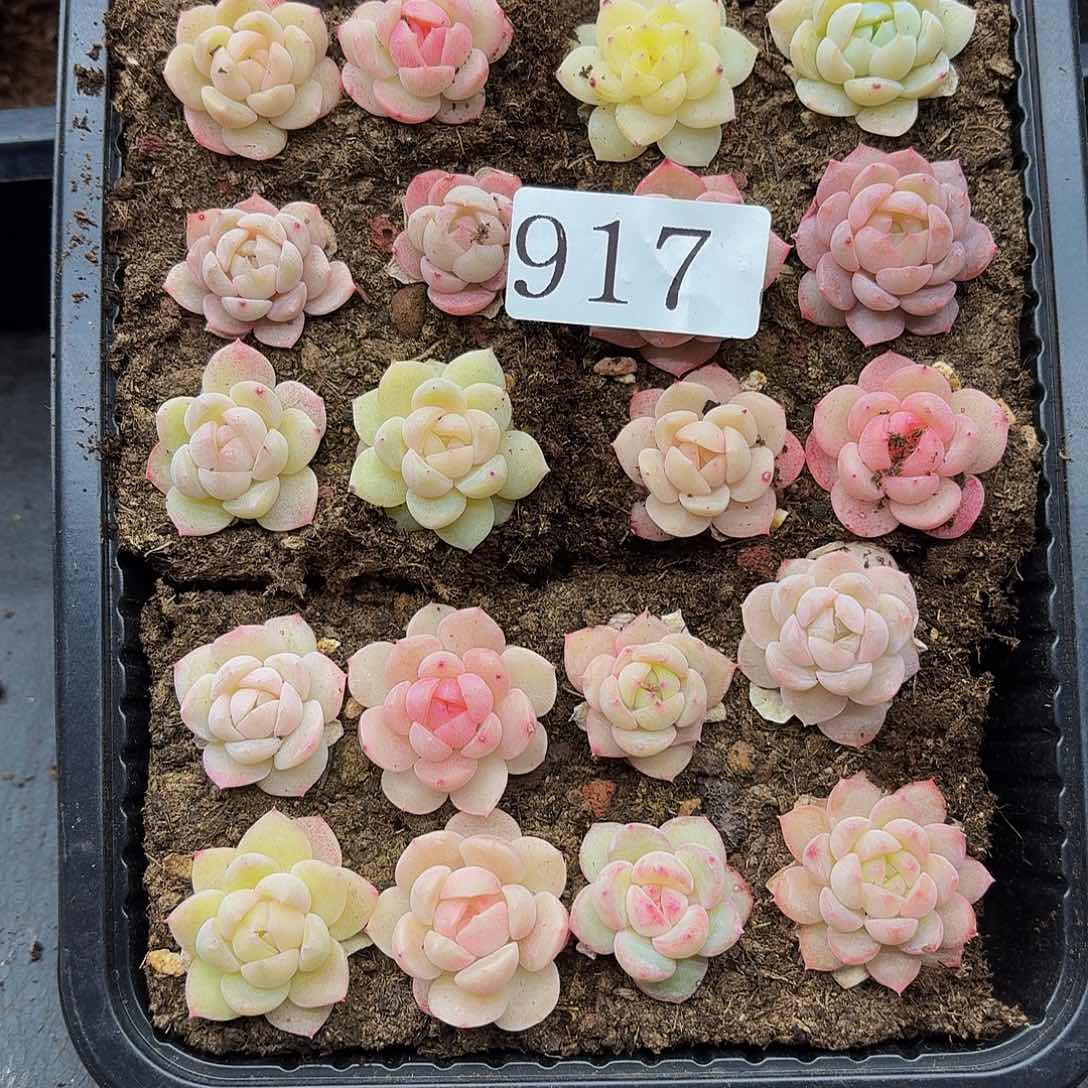 楠*多肉植物多肉植物917