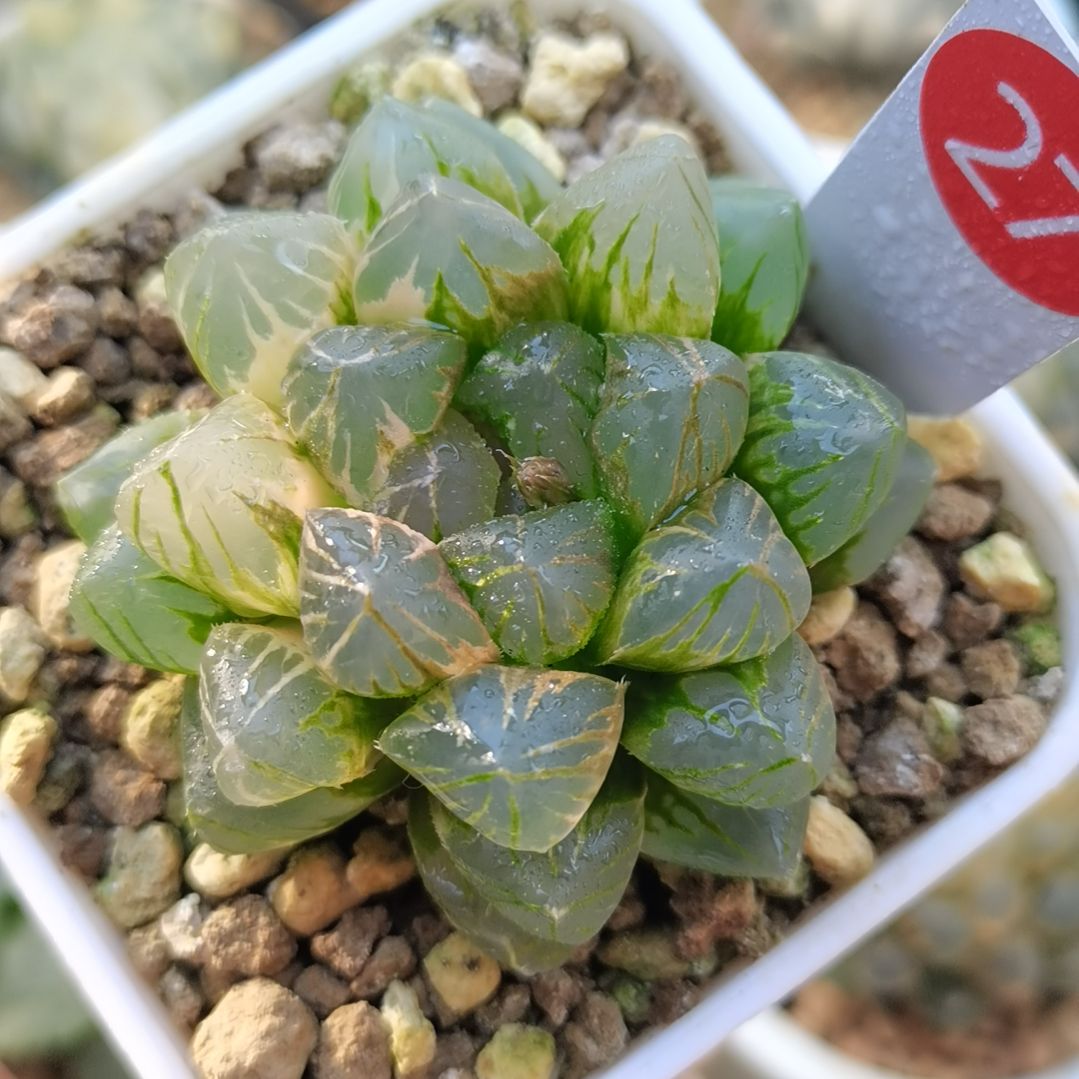 27号OM玉露锦一物一拍带盆土发货