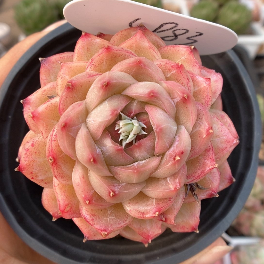 女王玫瑰母本4983号。