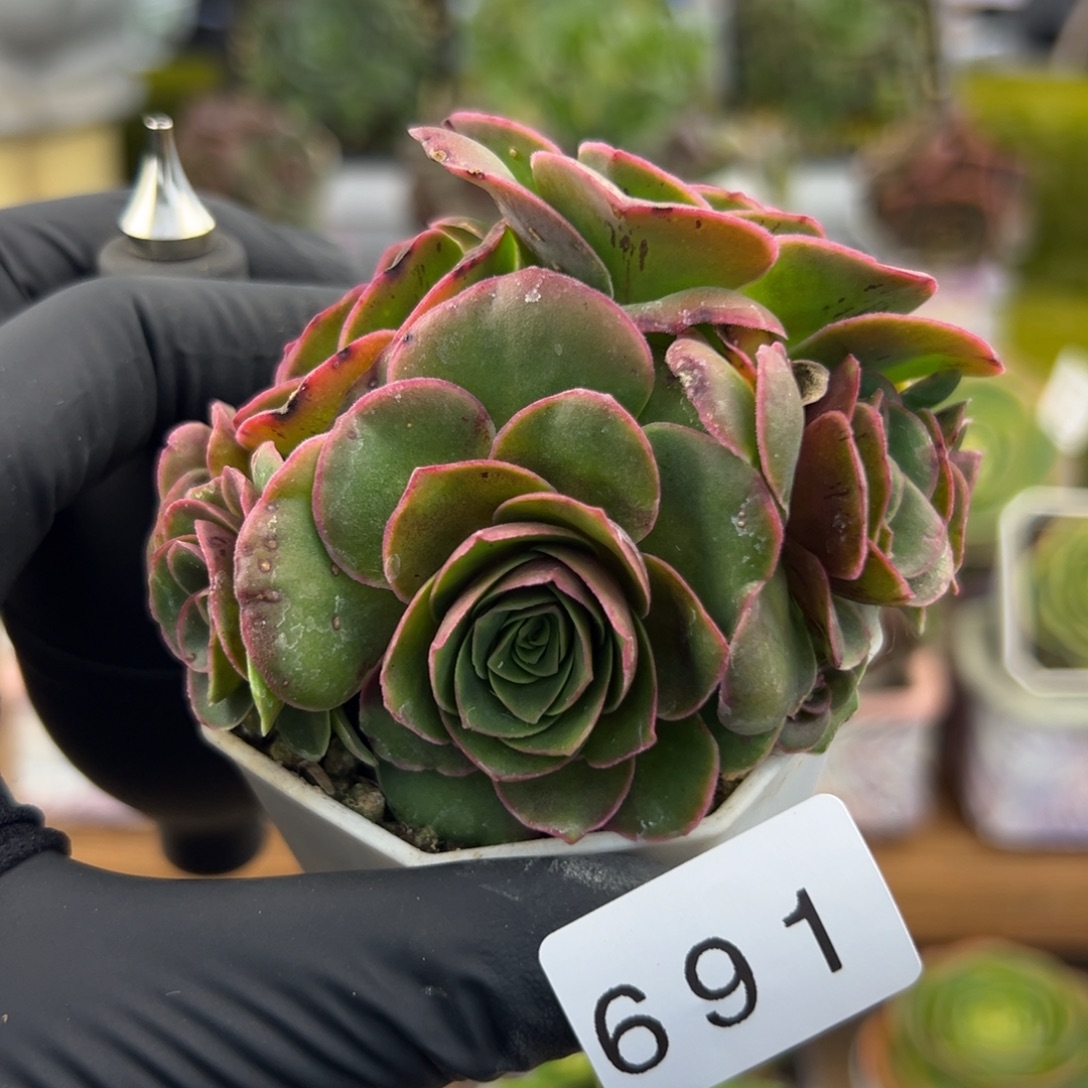 691泽兰优选酒红色7厘米