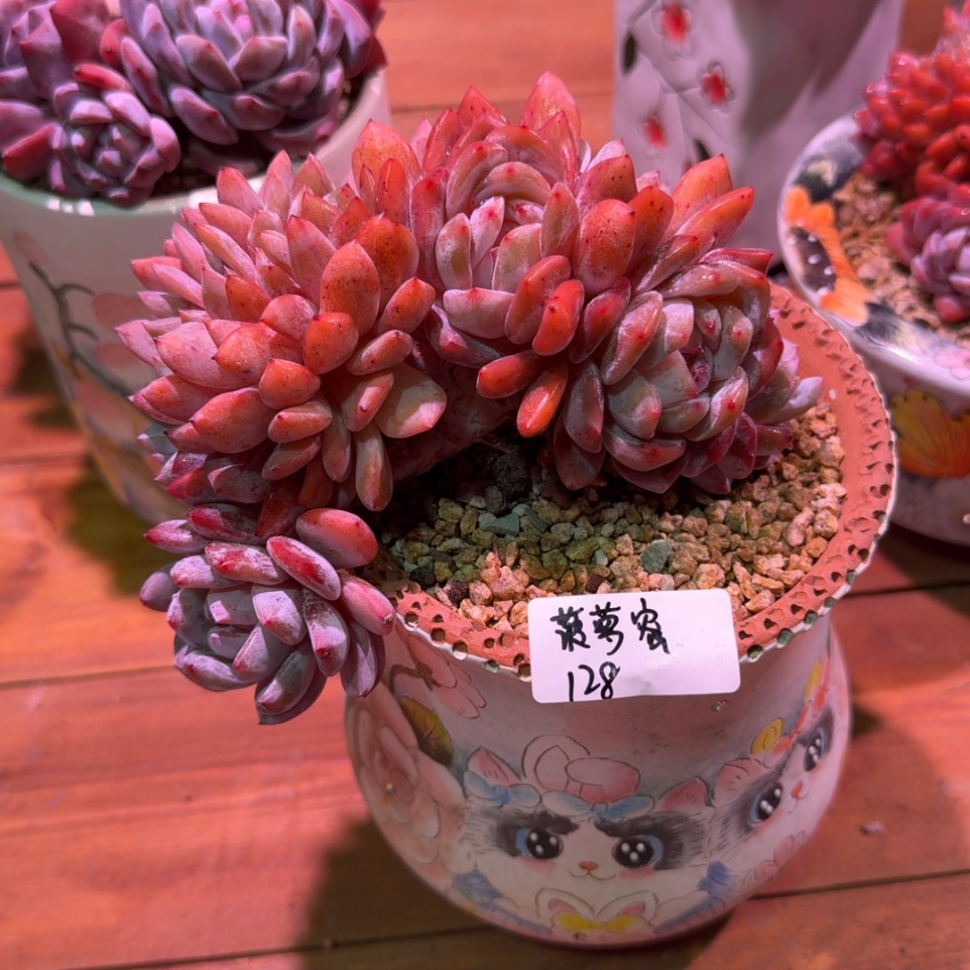 菠萝蜜橙梦露缀化