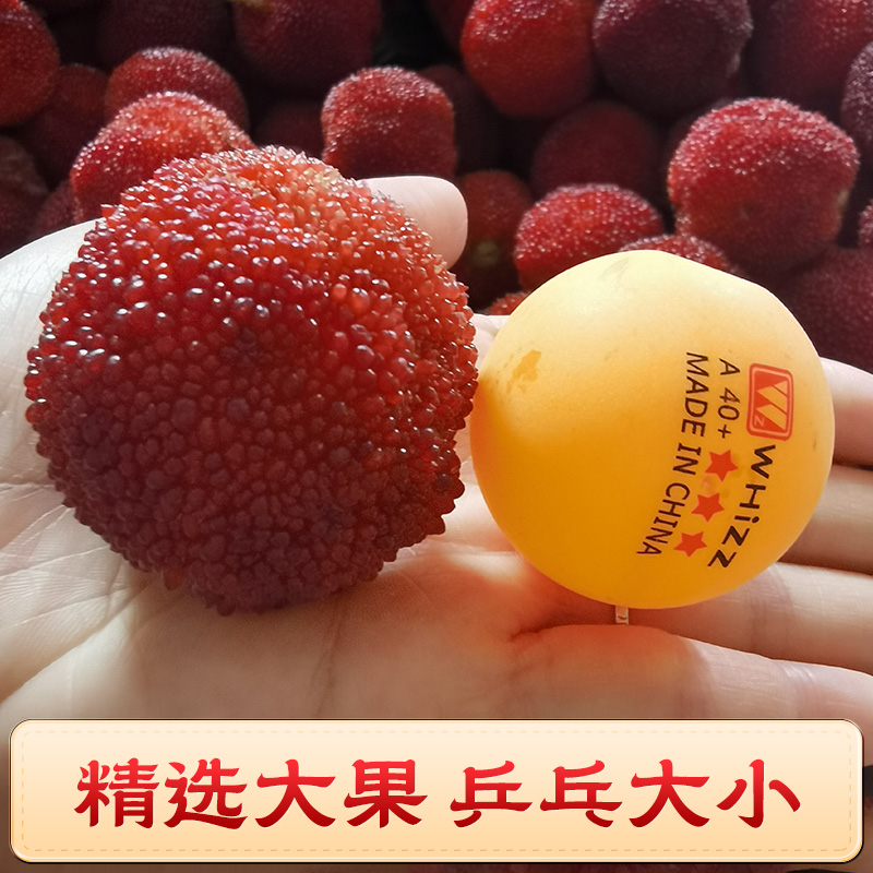 【顺丰次日达】仙居东魁杨梅正宗东魁杨梅新鲜杨梅浙江省