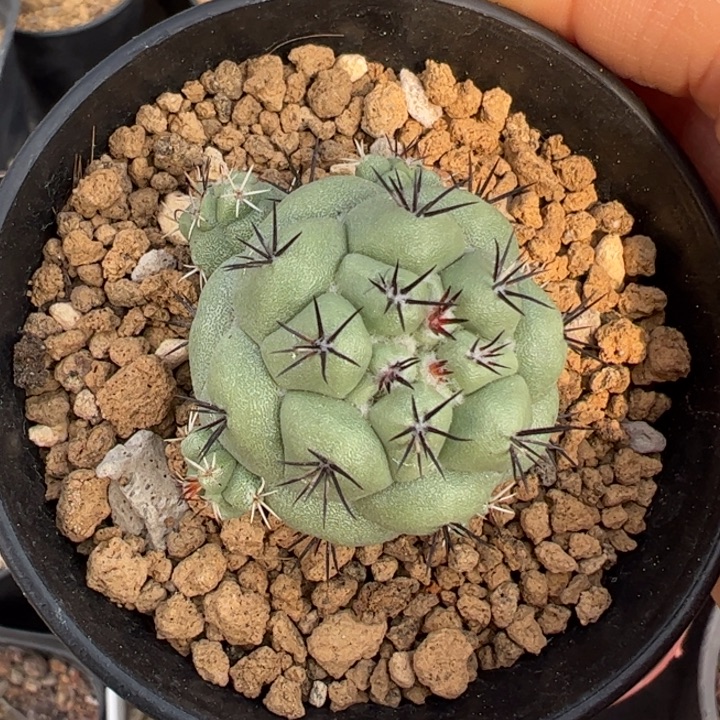 实生帝王丸仙人球仙人球