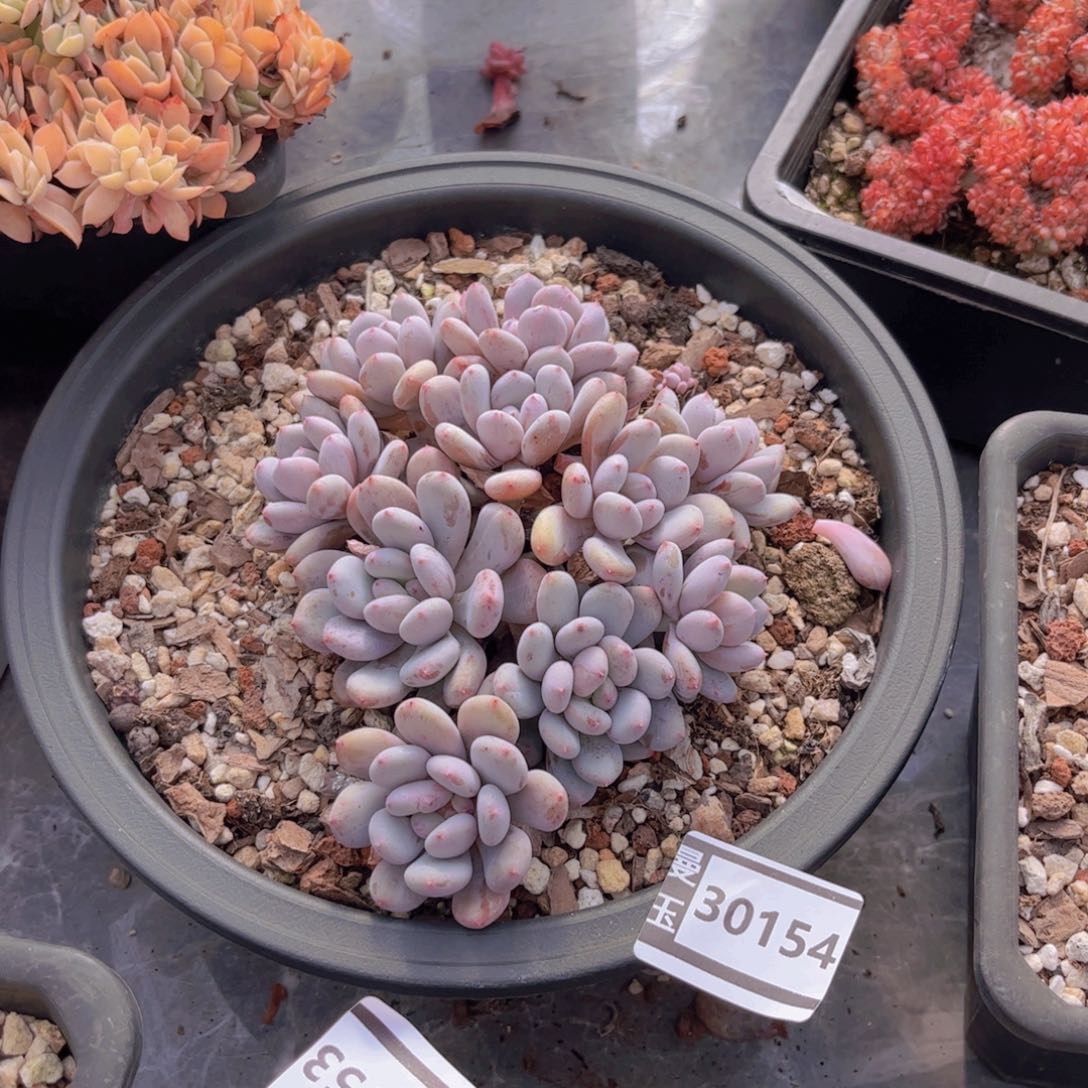 香香雪多肉植物30154