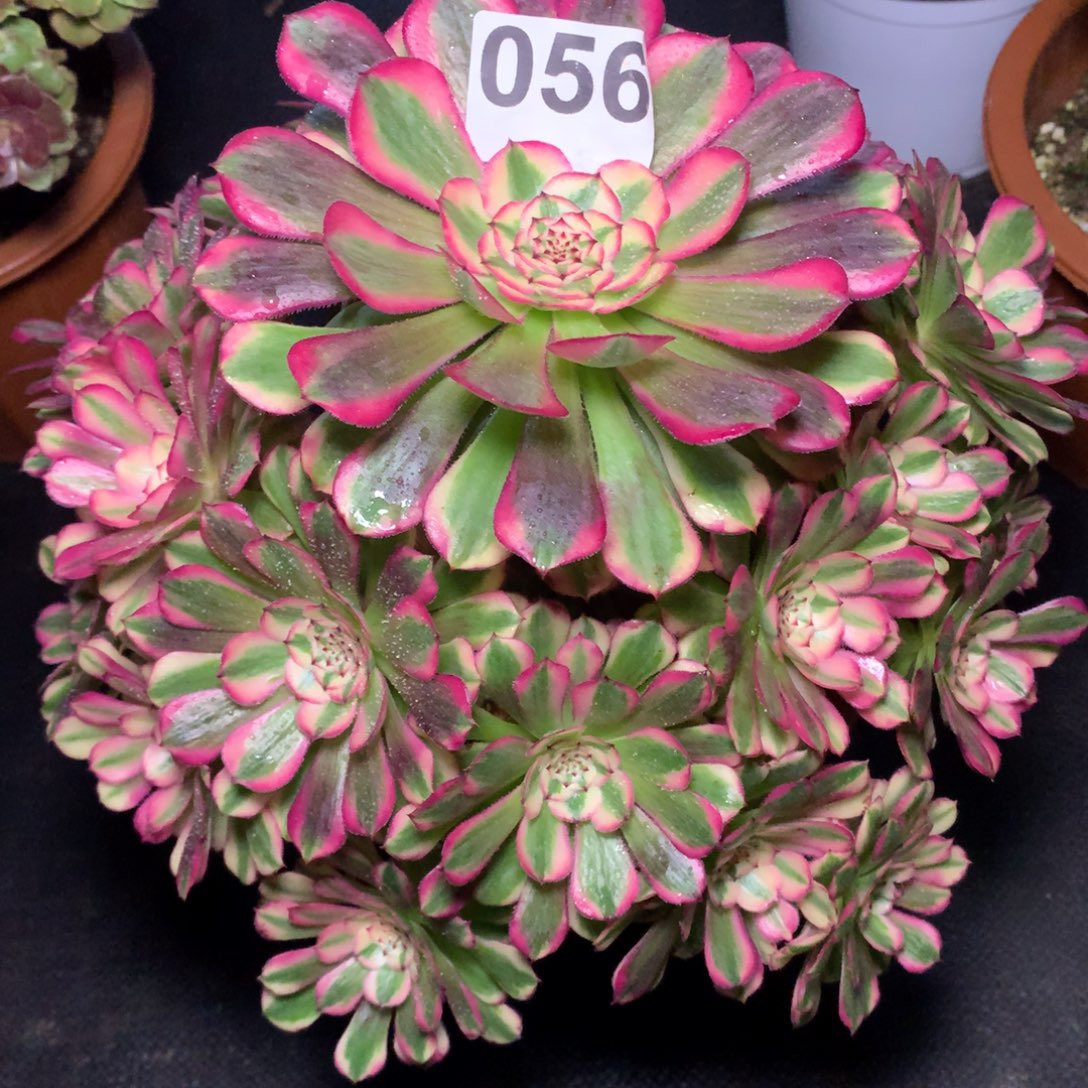 红同白056法师多肉植物4500000