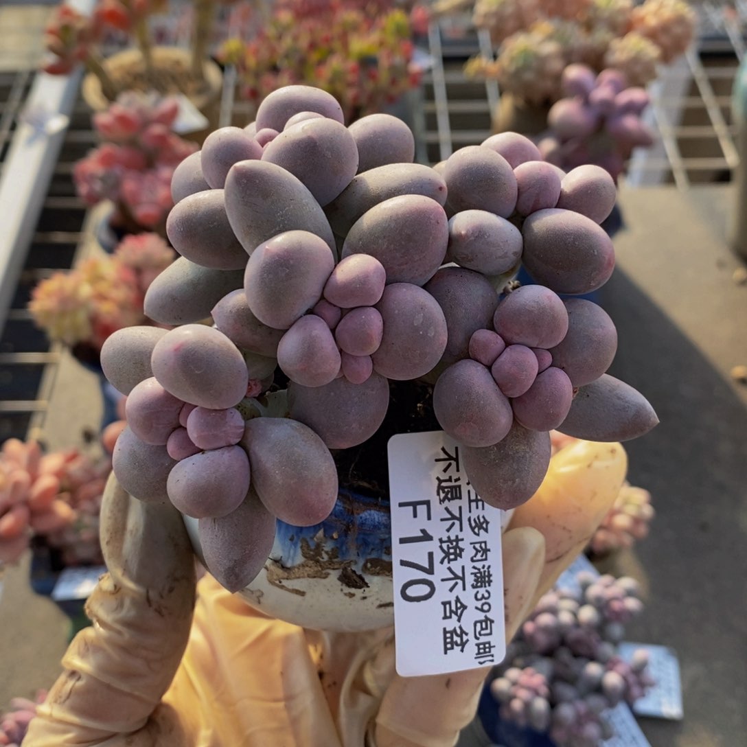 香水手指170/8c m