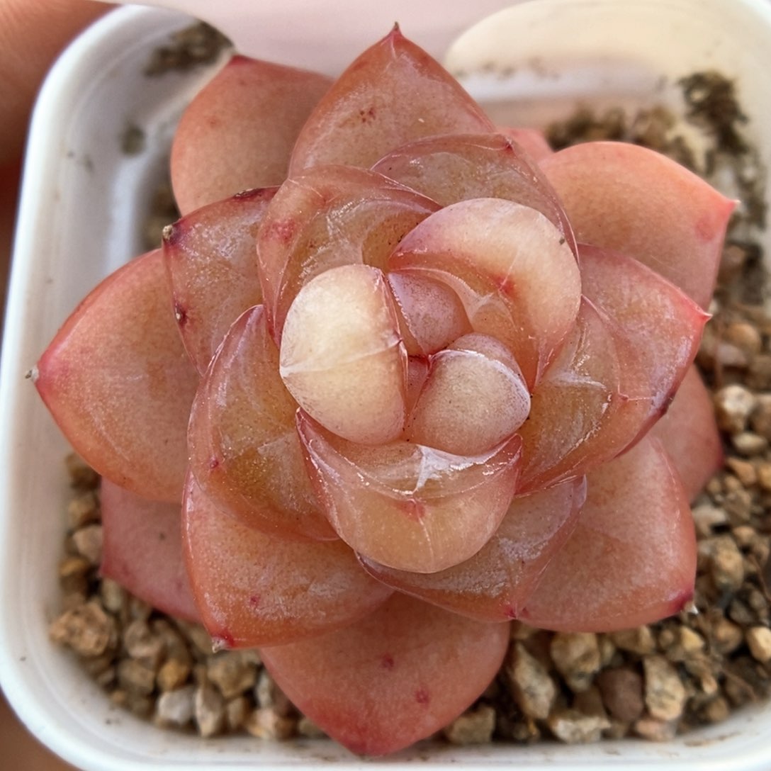 金雀可拍562号。  