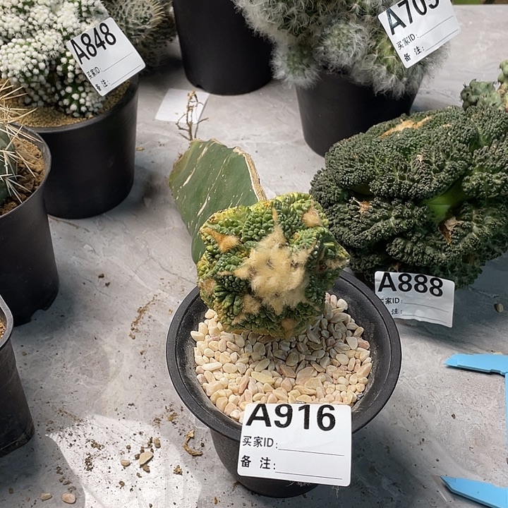 完全开放916龟甲锦